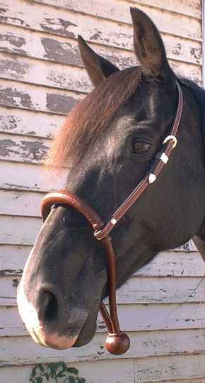 mar19_06-1.jpg - 16 Plait Kangaroo hide Bosal ~ Saddle Tan ~ Simple hanger with silver half buckle , keeper & tip in Saddle tan with black edge.