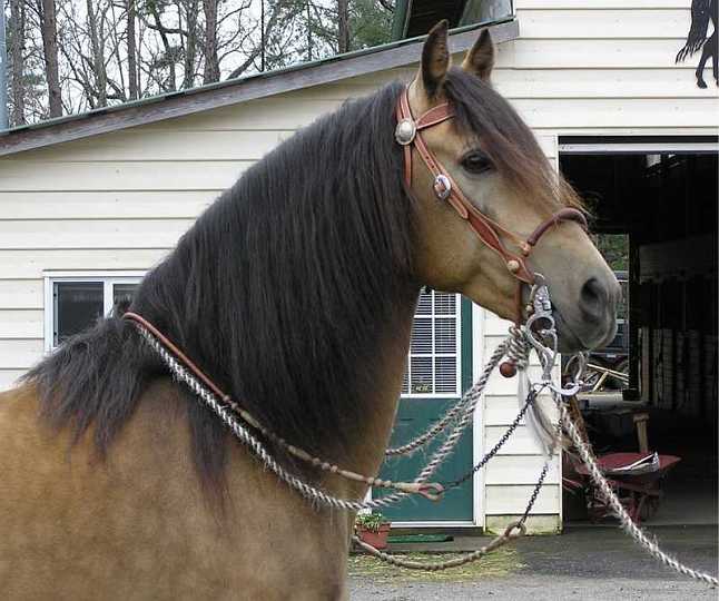 brio-1.jpg - Custom made Bridle ,Bosal,hanger & romal reins .